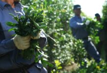 La fragmentación de los yerbateros aleja el riesgo de que la desregulación cause una crisis política en Misiones