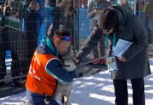 Inesperada escena en los Juegos Olímpicos de invierno: el momento en el que un perro lobo invadió la pista